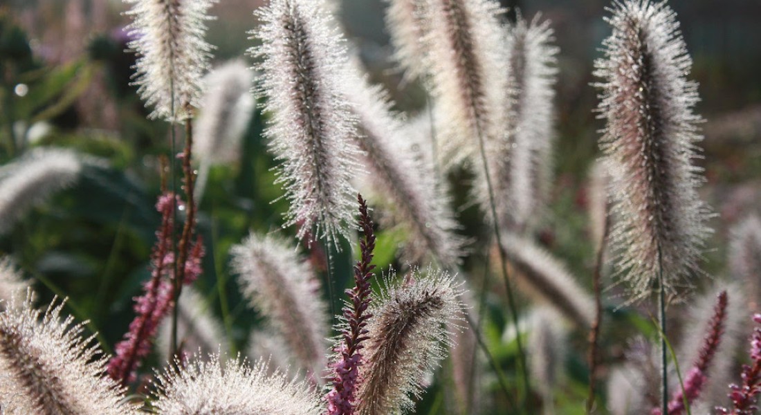 Laat je inspireren: de natuurlijke tuin