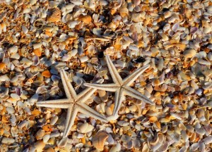 Milieuvriendelijke Schelpenisolatie | Isoschelp - Isoschelp