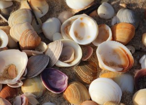 Isolatie met schelpen | Isoschelp - Isoschelp