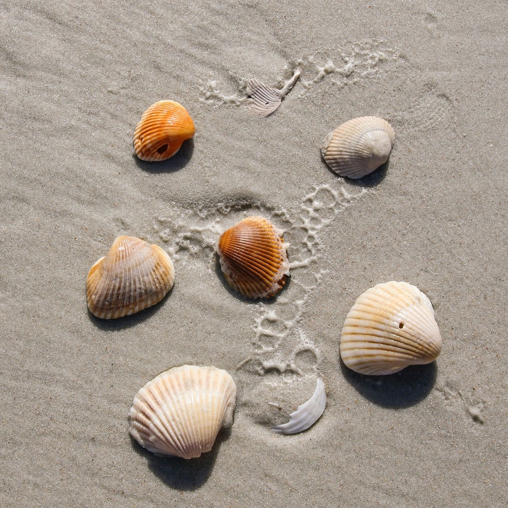 Vochtwerende schelpenisolatie | Isoschelp