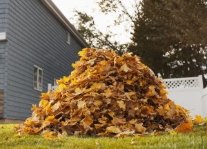 Tuinafval beheren: de voordelen van een groencontainer - 