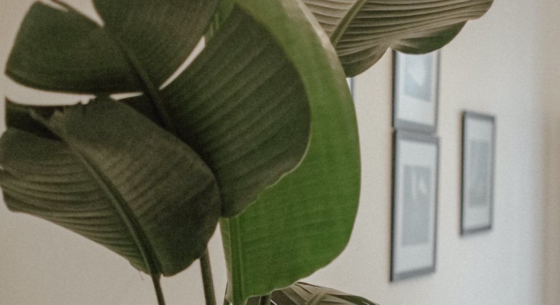 De Strelitzia: een tropische schoonheid voor in huis