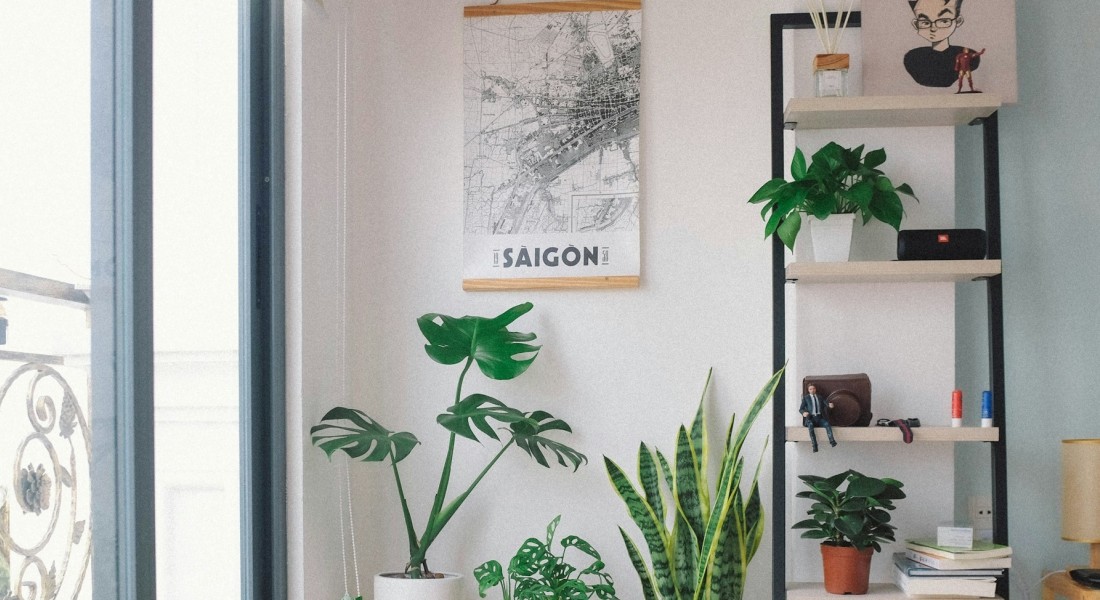 Transformeer jouw woning met deze makkelijke kamerplanten