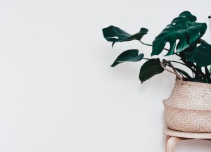 De magie van Monstera: transformeer je interieur met groene planten! - 