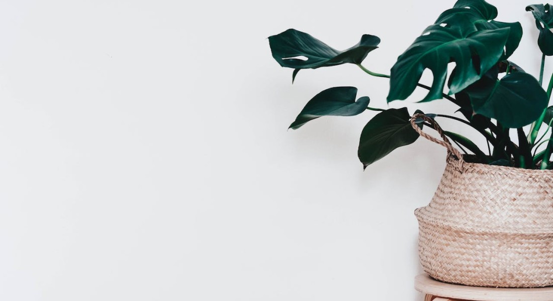 De magie van Monstera: transformeer je interieur met groene planten!