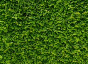 Kunsthaag in je keuken: geef je keuken een groene muur! - 