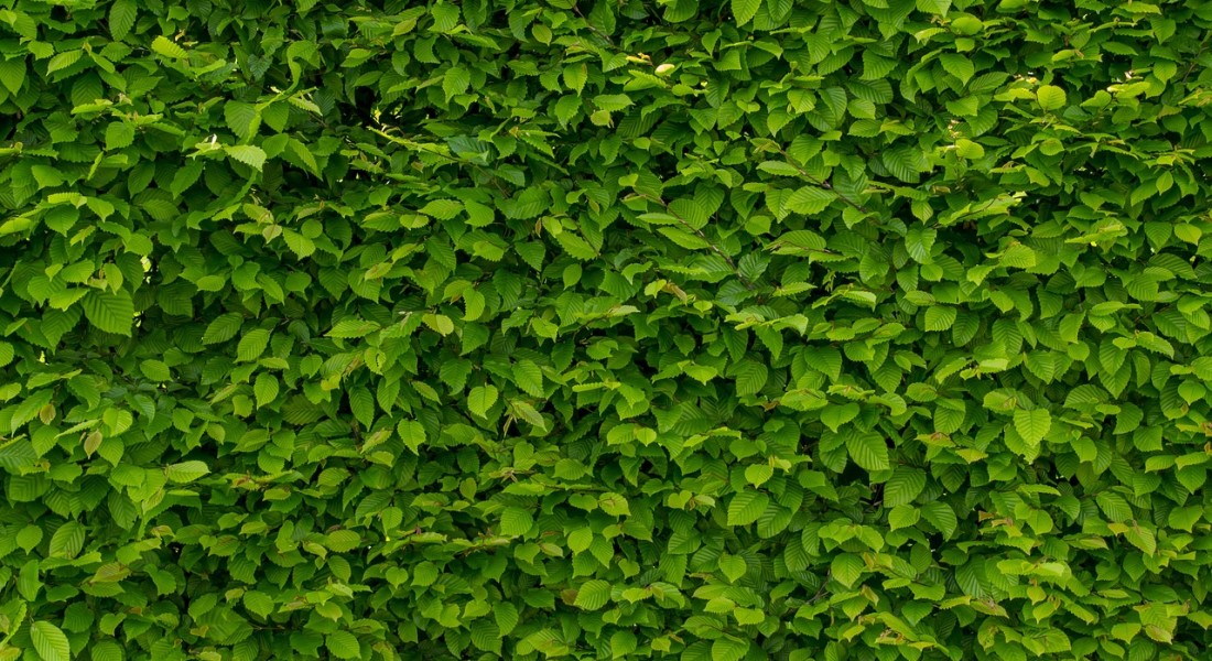 Kunsthaag in je keuken: geef je keuken een groene muur!