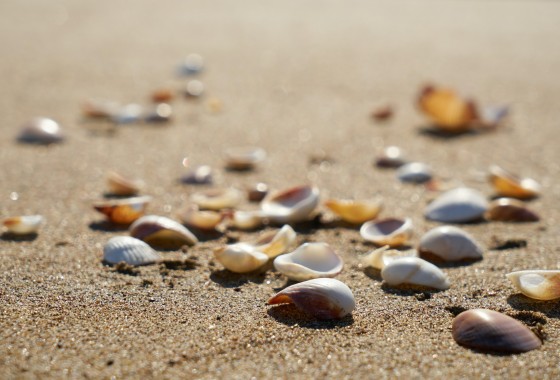 Waarom je de kruipruimte wil isoleren met schelpen - Isoschelp