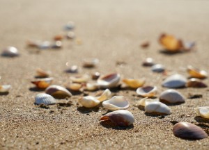 Waarom je de kruipruimte wil isoleren met schelpen - Isoschelp