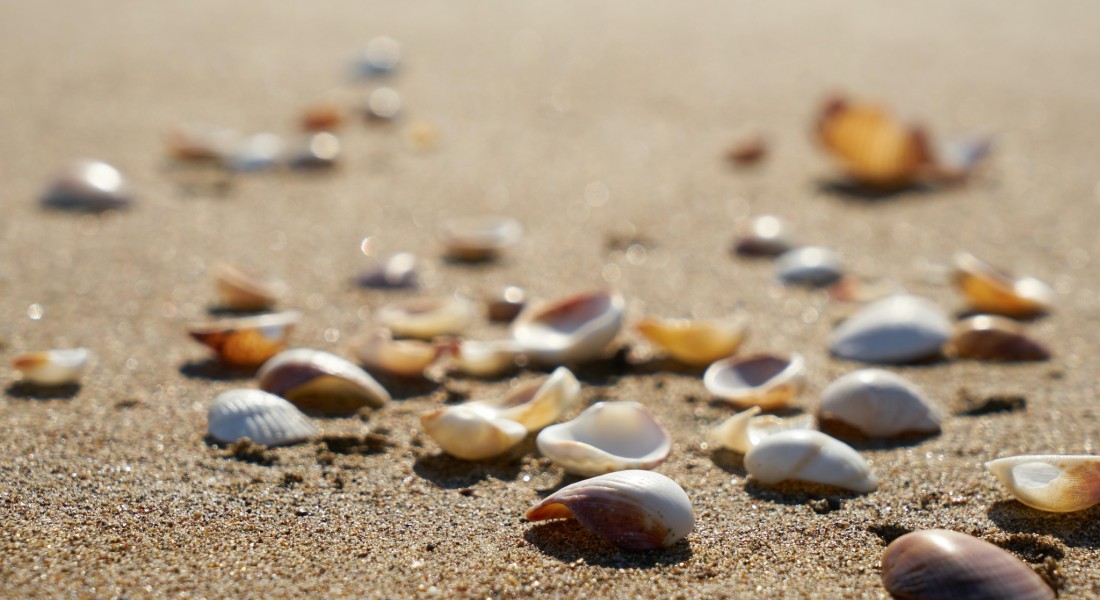 Waarom je de kruipruimte wil isoleren met schelpen