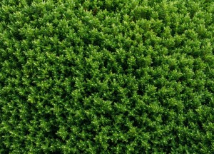 Waarom liguster een duurzame favoriet is voor jouw tuin - 