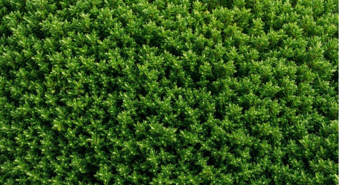 Waarom liguster een duurzame favoriet is voor jouw tuin