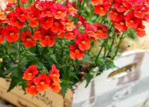 Seizoensgebonden bloembakken: ideeën voor lente, zomer, herfst en winter - 