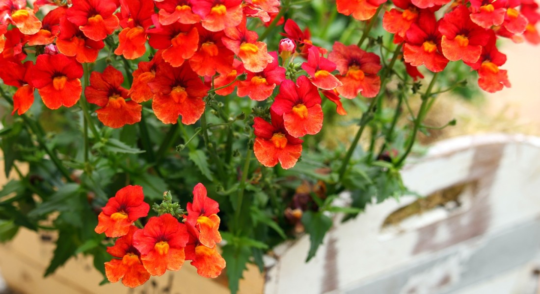 Seizoensgebonden bloembakken: ideeën voor lente, zomer, herfst en winter