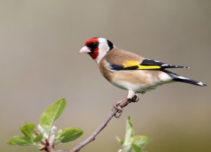 Verken de wereld van vogelvriendelijke tuinen - 