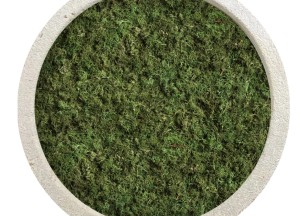 Moscelium | Moswens - Moswens