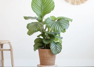 Optimale verzorging van je kamerplanten - 