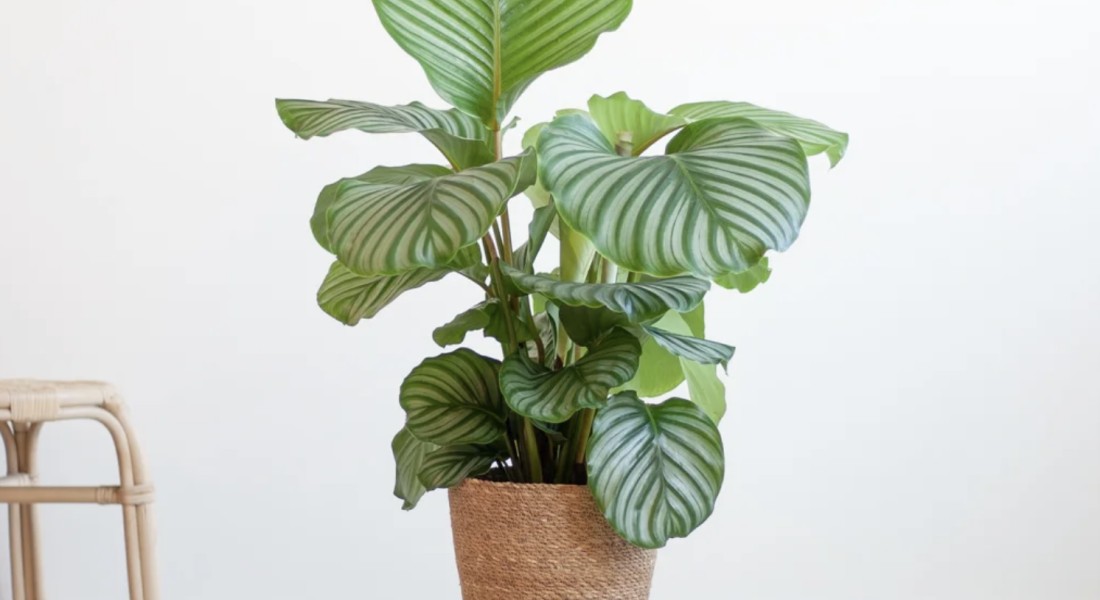 Optimale verzorging van je kamerplanten