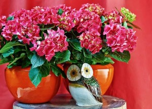 7 Stylingtips voor de kamerhortensia - 