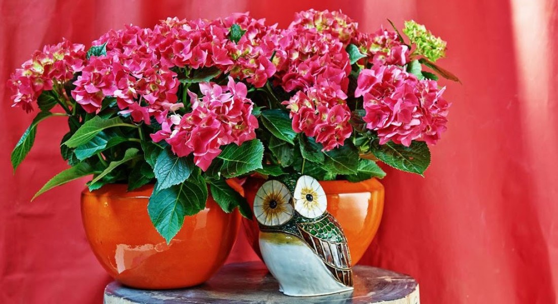 7 Stylingtips voor de kamerhortensia