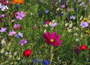 Gras, de eigentijdse tuintrend - 