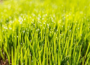 Graszoden kopen: Wat zijn de voordelen? - 