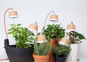 Het zonnetje in huis - 