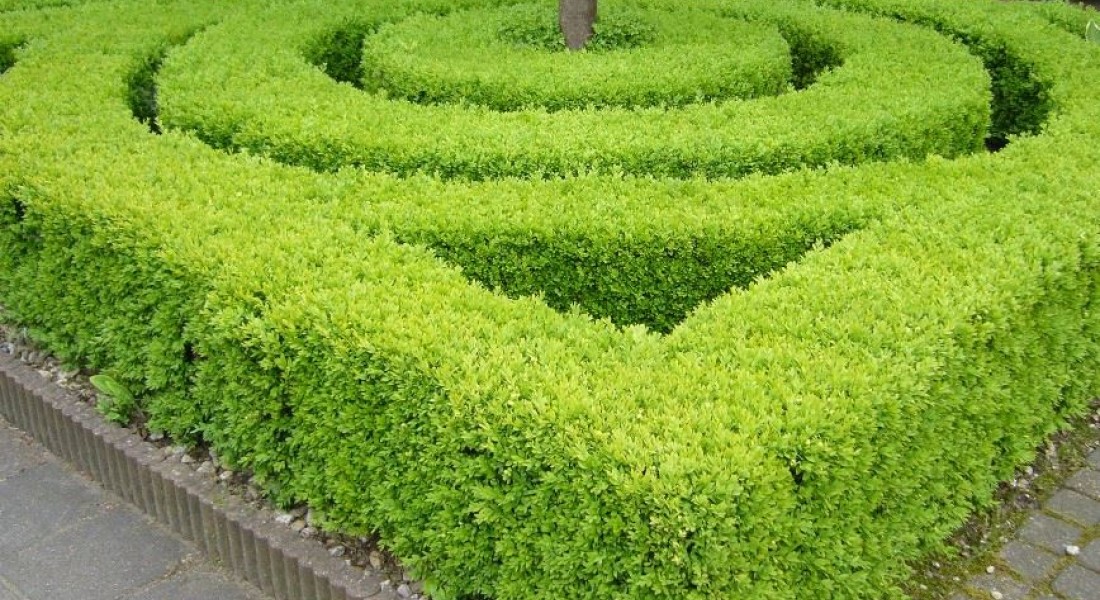 Wat te doen tegen buxusmot? 5 tips om er vanaf te komen