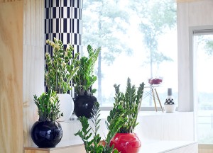 Dit is de ideale vakantieplant - 