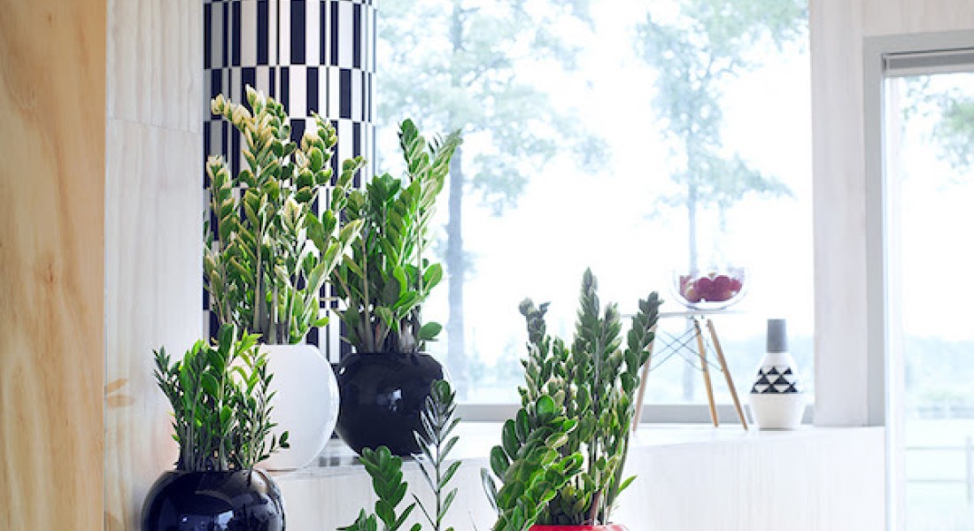 Dit is de ideale vakantieplant