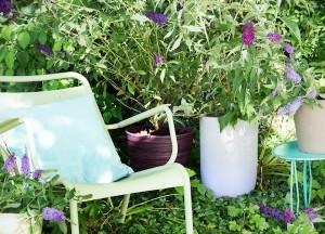 Vlinders in je tuin - 