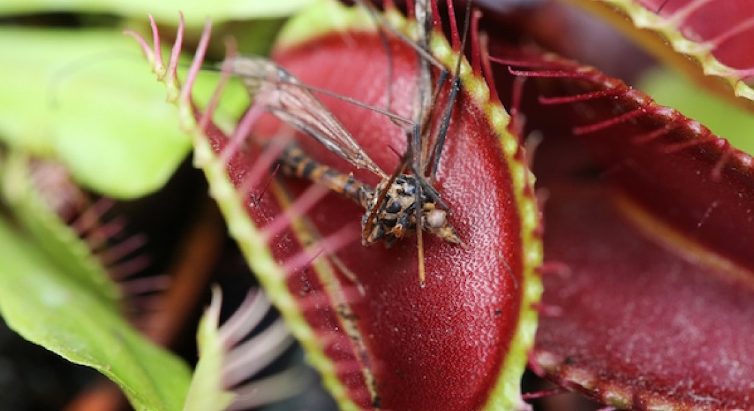 Ultieme muggenvreters