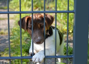 Wordt het een stalen of ijzeren tuinhek? Dit zijn de verschillen! - 
