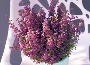 Stoere winterbloeier - 