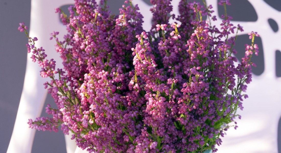 Stoere winterbloeier