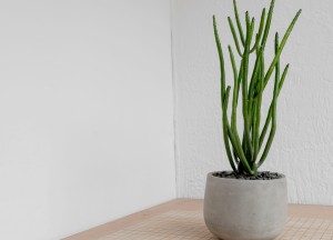 Op zoek naar een nieuwe plantenbak? Deze materialen zijn trendy - 