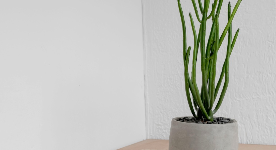 Op zoek naar een nieuwe plantenbak? Deze materialen zijn trendy