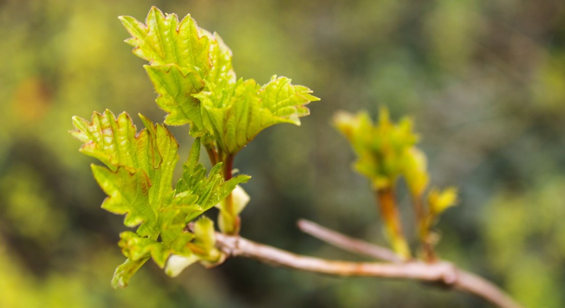 Waarom Dunlop laarzen perfect zijn voor tuinieren