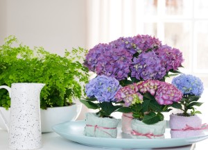 Een kleurboost voor je interieur - 