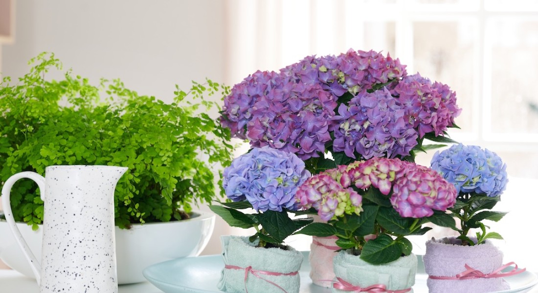 Een kleurboost voor je interieur