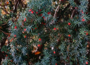 Van basic tuin naar groene eyecatcher in een paar stappen - 