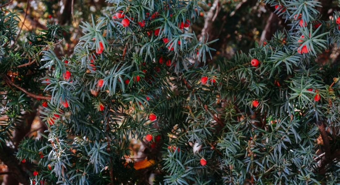 Van basic tuin naar groene eyecatcher in een paar stappen
