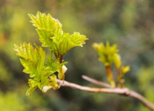 Waarom Dunlop laarzen perfect zijn voor tuinieren - 