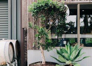 Inspiratie nodig voor je tuin? Vind alles wat je nodig hebt bij de Woonwinkel in Soest - 