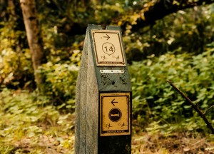 Hoe zorg je voor een groenere buurt? - 