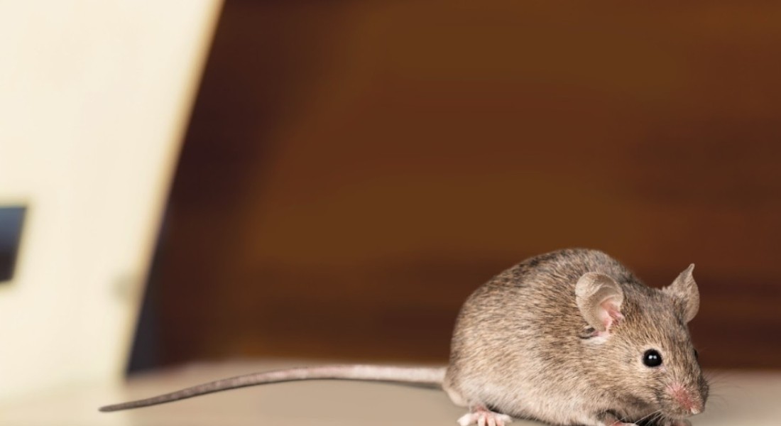 Gezond wonen begint bij een schone omgeving