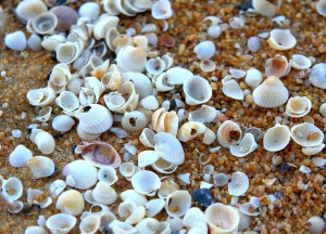 Vloerisolatie met schelpen: natuurlijk warm - Isoschelp