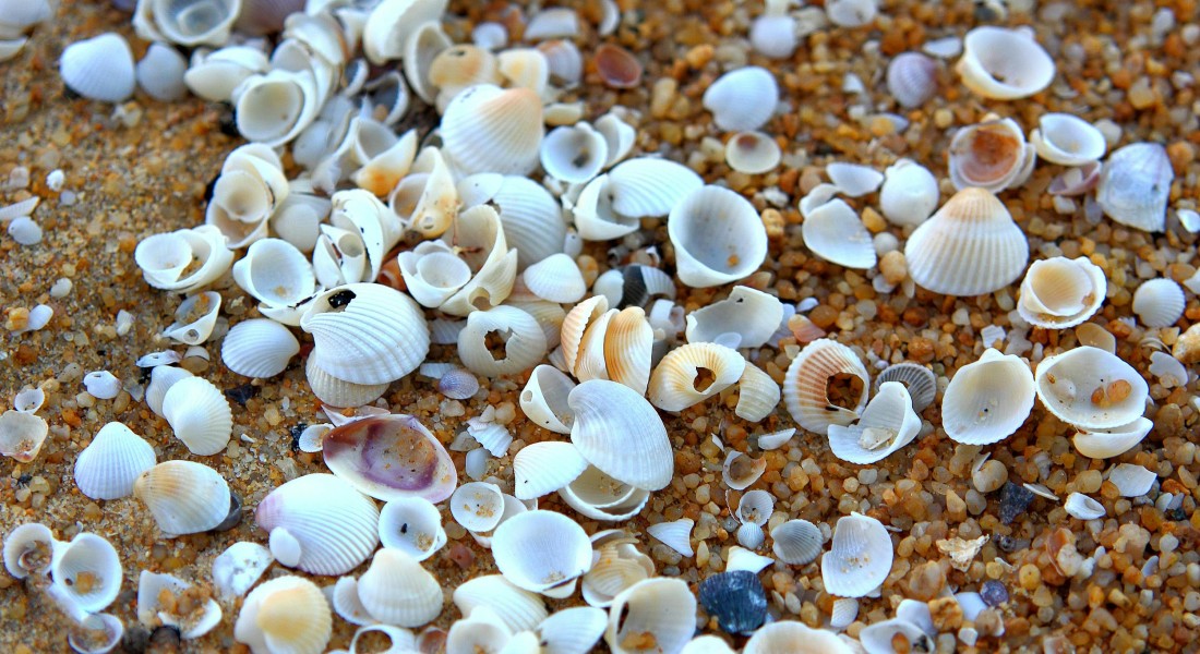 Vloerisolatie met schelpen: natuurlijk warm