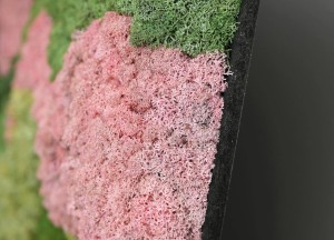 Mosrechthoek Pixi | Moswens - Moswens