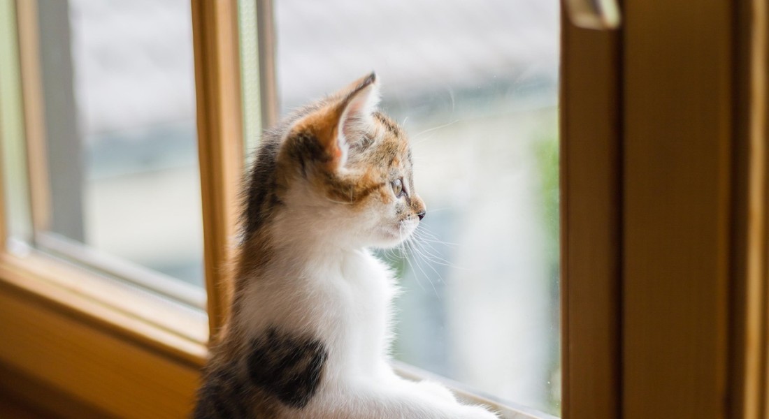 Waarom raamhorren zorgen voor rustiger ventileren